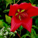 Scarlet rose mallow